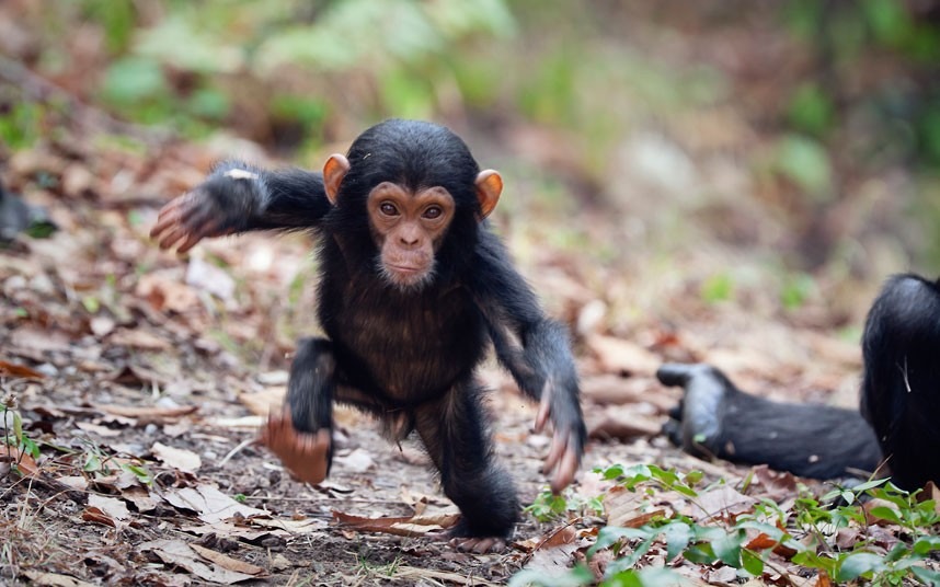 Pourquoi les chimpanzés ne devraient jamais devenir des animaux de compagnie ou des artistes pour l’homme