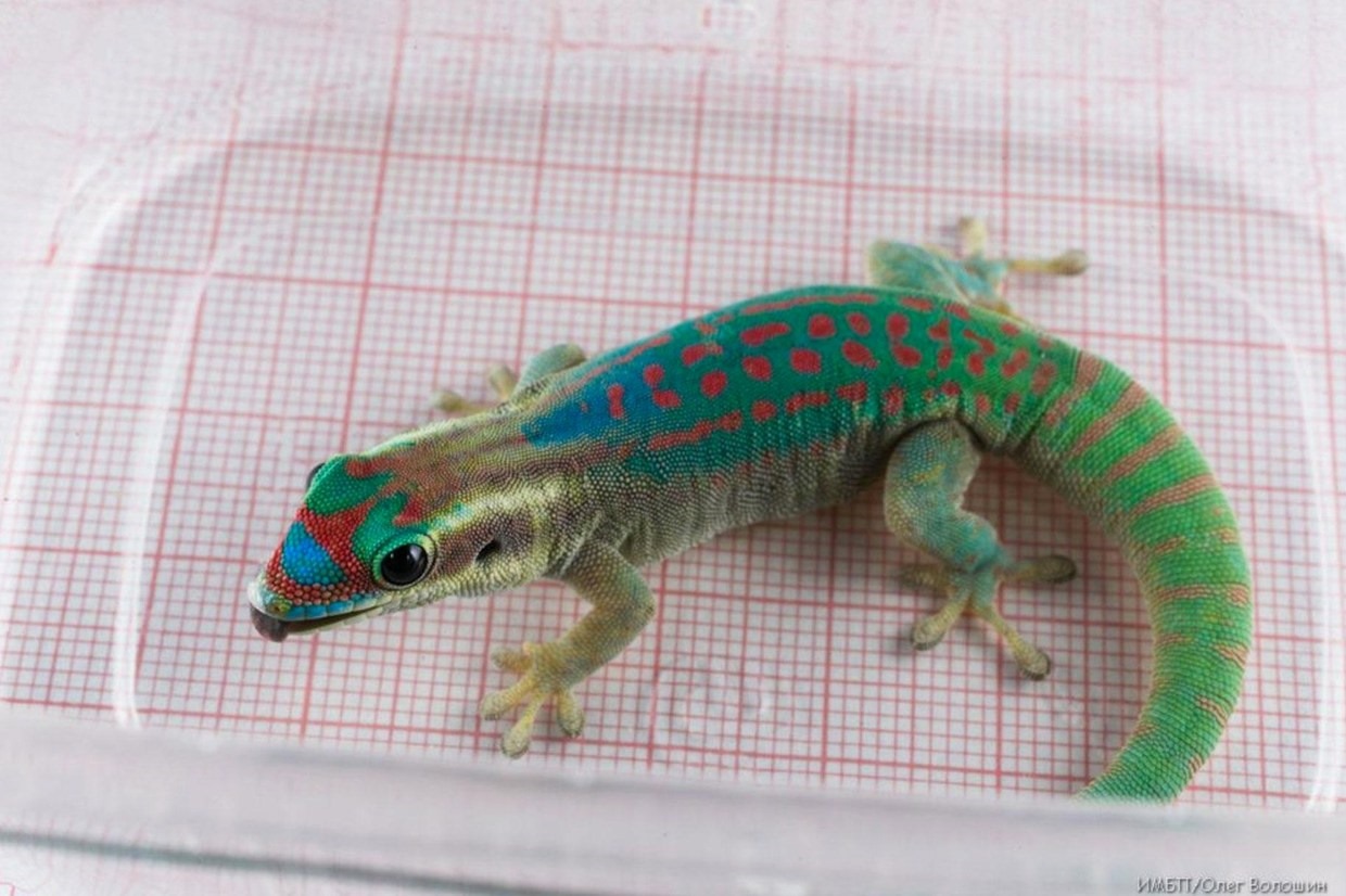 Les geckos, qui ont connu des plaisirs charnels dans l’espace, sont morts… mais les mouches ont survécu