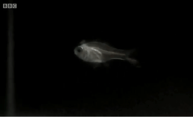 Ce poisson serait-il en train de vomir un sort de lumière ?