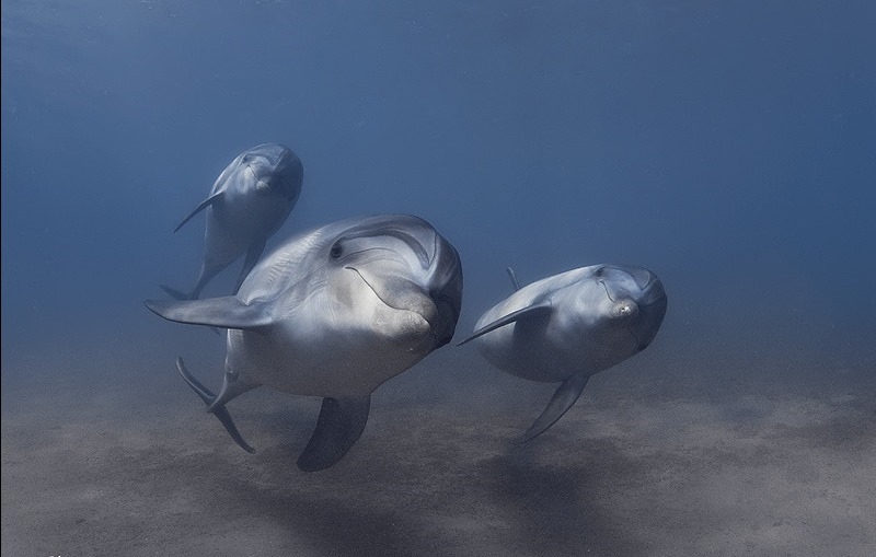 Les grands dauphins sont les premiers vertébrés observés à avoir une reconnaissance sociale uniquement par le goût… de l’urine