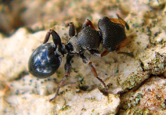 Premier cas documenté d’une espèce de fourmis qui imite visuellement leurs hôtes pour mieux les parasiter