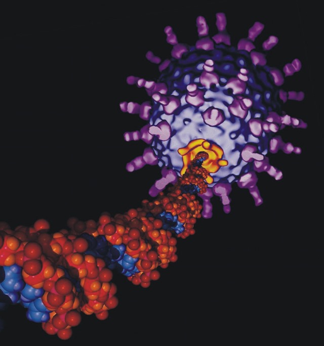 Comment l’ADN de virus passe d’un état solide à liquide pour rapidement infecter les cellules ?
