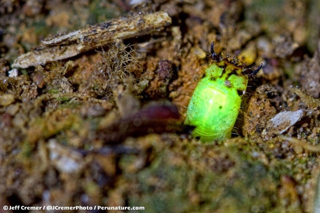 Découverte de larves qui s’illuminent dans la boue pour attirer leurs victimes