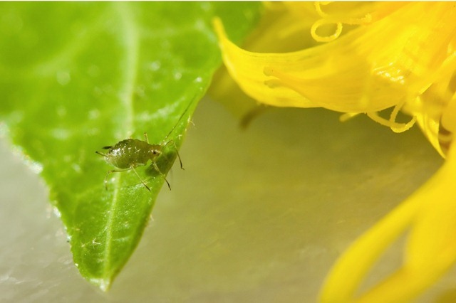 Les pucerons verts pourraient être les seuls insectes à pratiquer la photosynthèse.