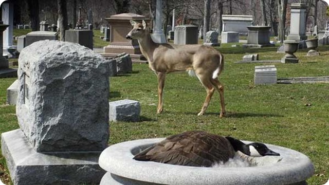 Quoi !? Bambi protège le nid d’une oie dans un cimetière !!?
