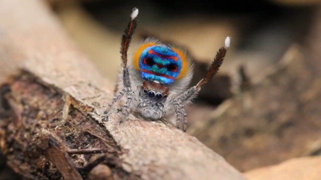 La nouvelle danse hypnotique de l’araignée paon