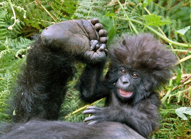 Les gorilles extravertis vivent plus longtemps (et ça marche aussi pour les humains).