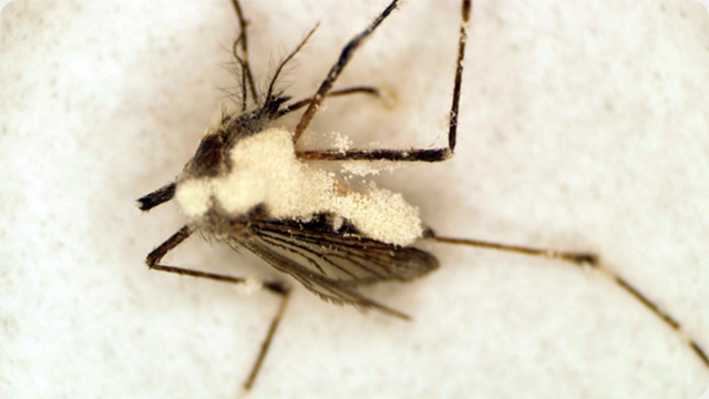 Des champignons armés de la toxine du scorpion pour combattre la malaria.