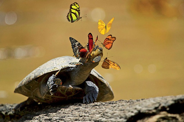 L’image du jour : les larmes de tortue convoitées par des papillons.