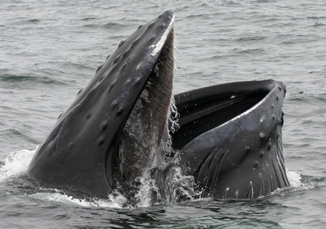La découverte d’un nouvel organe sensoriel chez la baleine.
