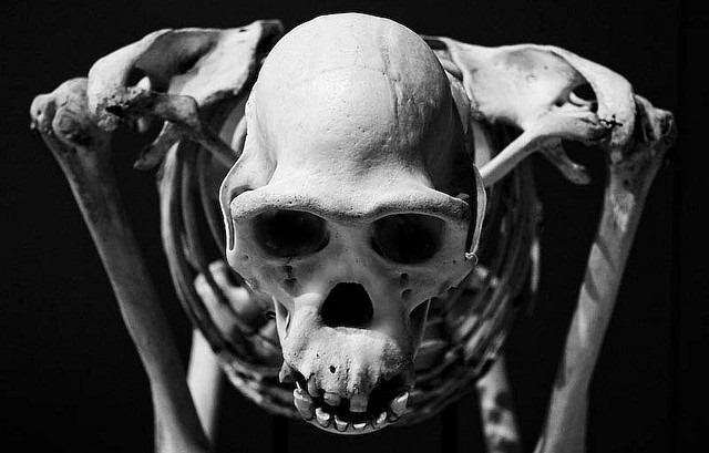 Comment notre squelette est-il rapidement devenu beaucoup plus “spongieux” ?