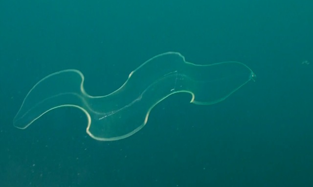 Vidéo: une larve d’anguille transparente.
