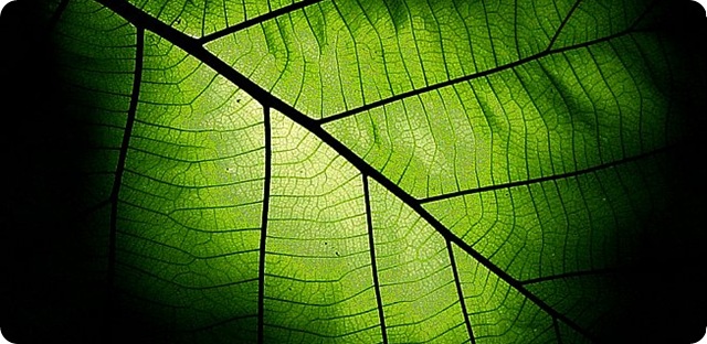Photosynthèse : Création des premières feuilles artificielles fabricables.