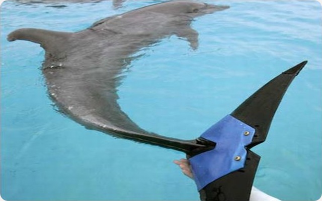 Fuji, le dauphin à la nageoire artificiel.