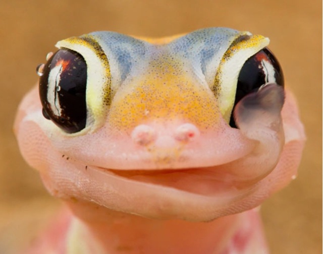 L’image du jour : Un gecko lèche la rosée du matin sur ses grands yeux.