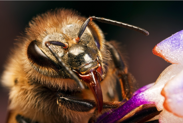 Il n’y a pas que le dard de l’abeille qui est empoisonné, ses mandibules aussi.
