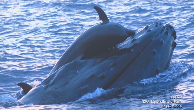 Le dauphin et la baleine seraient-ils de vieux amis ?