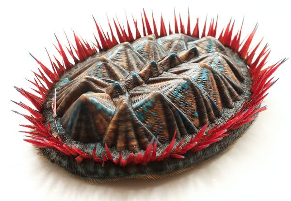 L’effrayant mollusque préhistorique recréé à l’aide d’une imprimante 3D.