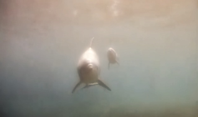 Et pour finir : la naissance d’un dauphin. (Vidéo)
