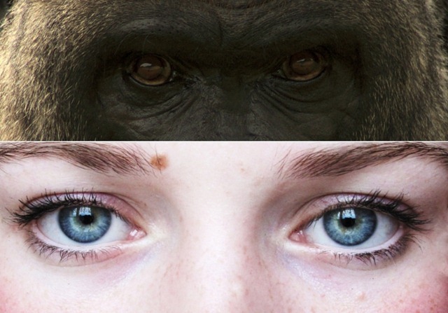 Pourquoi les yeux humains sont aussi visibles ?