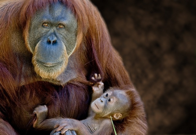 La culture des orang-outans se développent comme la culture humaine.
