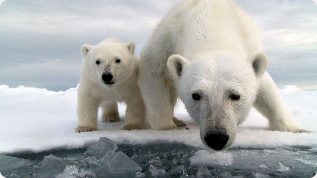 Les ours polaires utilisent, à leur convenance, la haute technologie de l’homme.