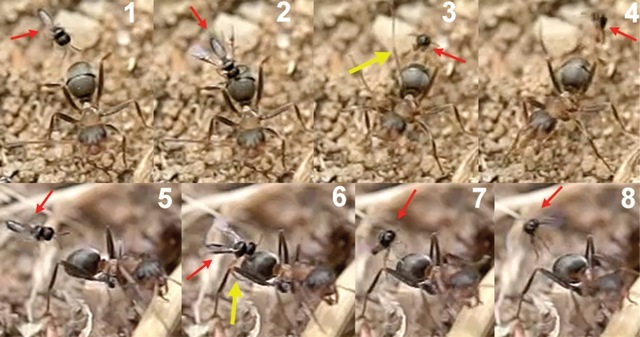 Quelques impressionnantes vidéos de fourmis se faisant “ovipositer” par des guêpes parasitoïdes.