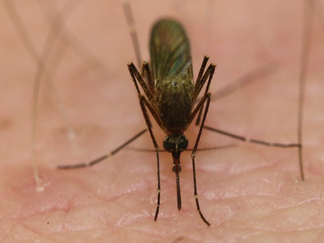 Nouvelles preuves que la malaria change l’odeur de ses victimes pour attirer davantage de moustiques