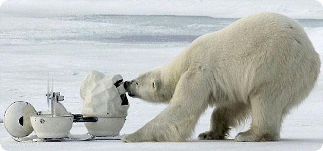 Les extraordinaires vidéos des caméras robotisées au pays des ours polaires.