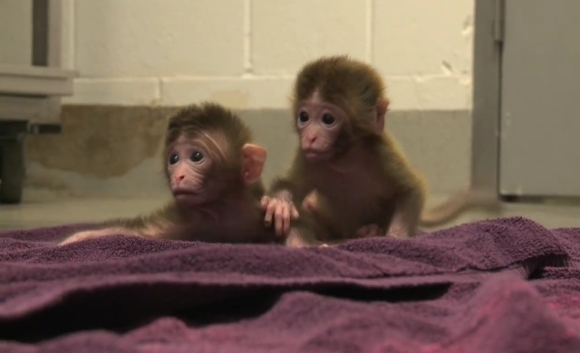 Des bébés singes chimères à 6 parents. (Vidéos)