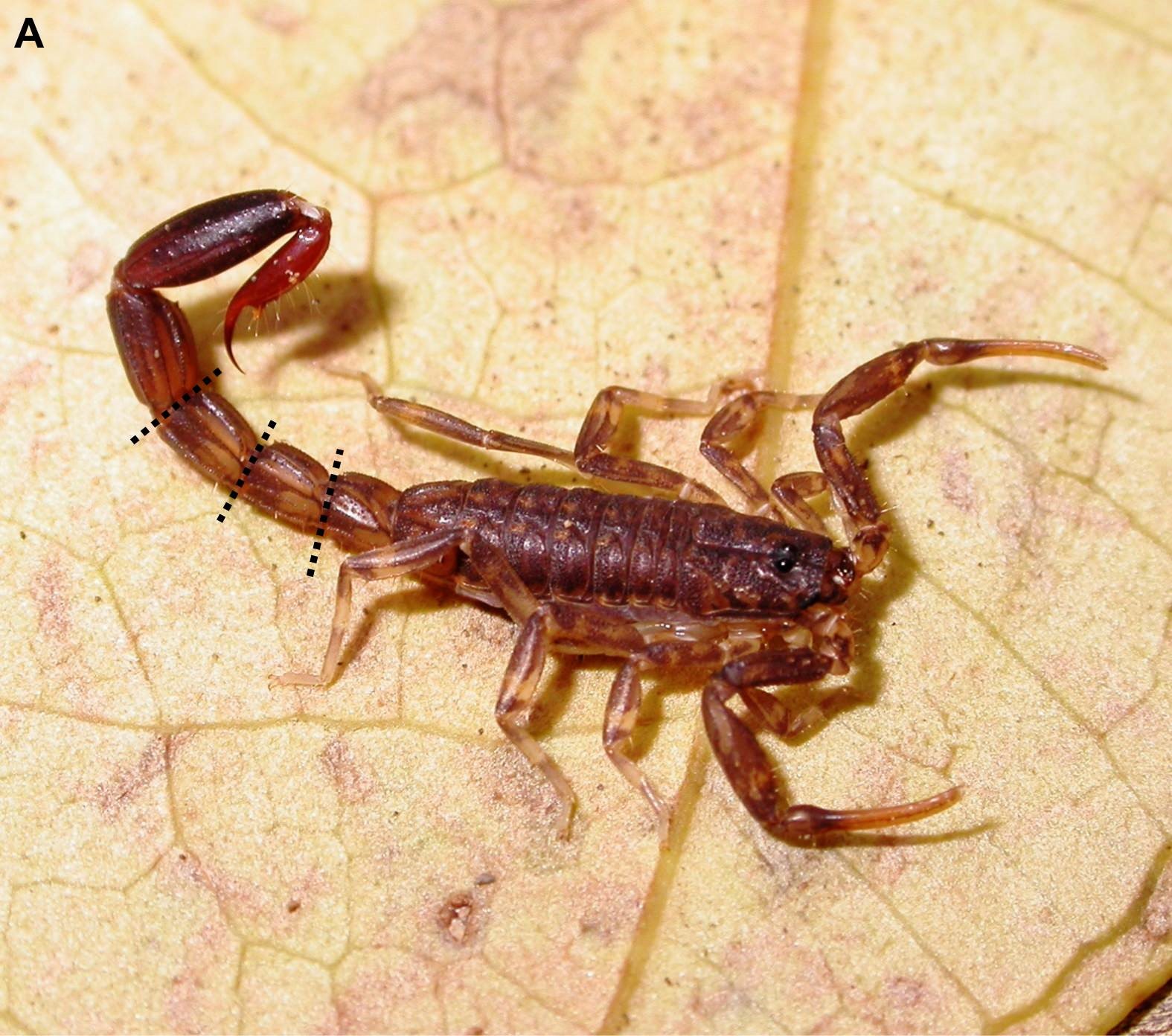 Scorpion : le problème d’avoir un anus au bout d’une queue que l’on peut détacher en cas de danger