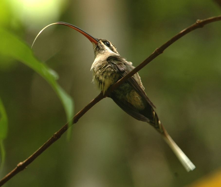 Les mâles colibris n’hésiteront pas à percer la gorge de la concurrence