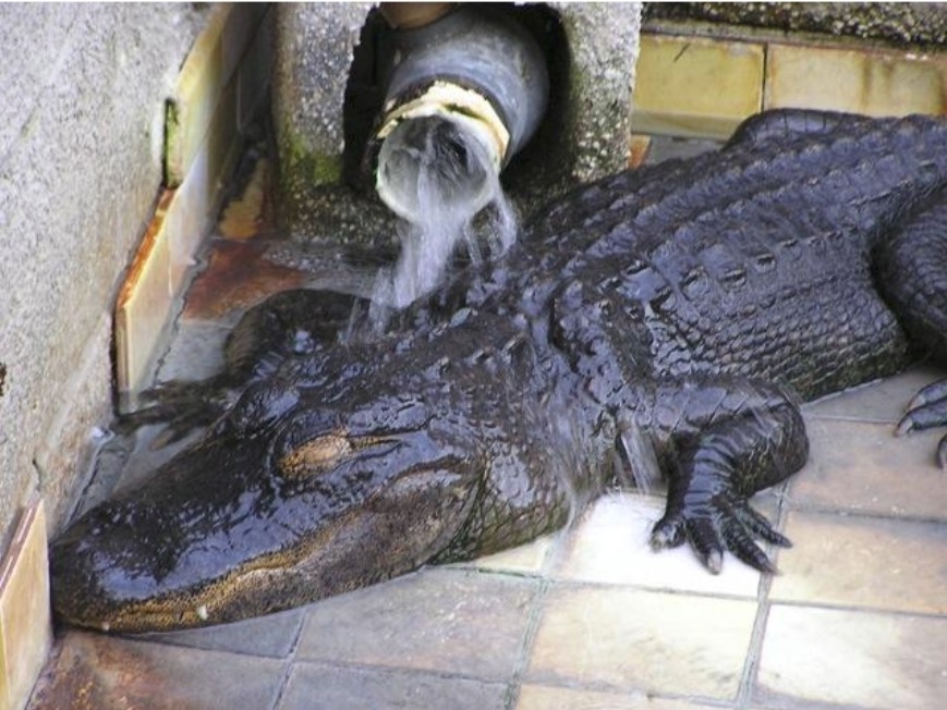 Les crocodiliens se révèlent être joueur