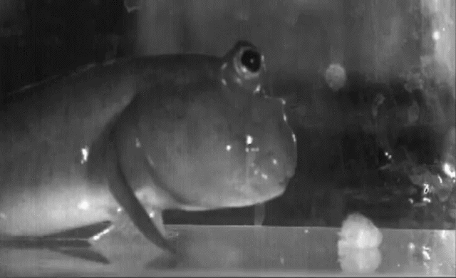 La langue uniquement composée d’eau des poissons-grenouille livre des indices sur l’évolution de la nôtre