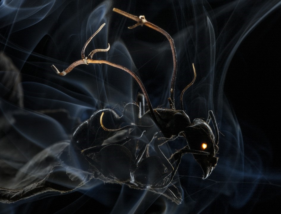 Le champignon zombificateur de fourmis est plus diabolique que prévu
