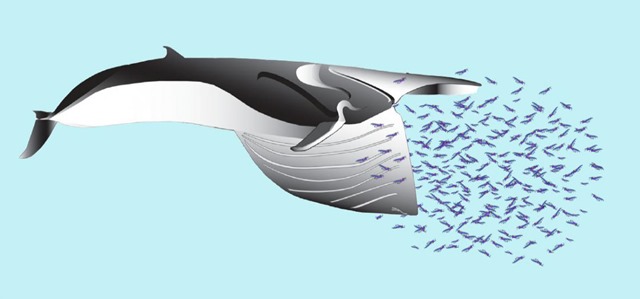 Les baleines profitent de nerfs “élastiques”