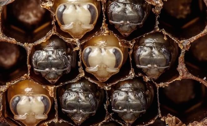 Les 21 premiers jours de la vie d’une abeille (Vidéo)