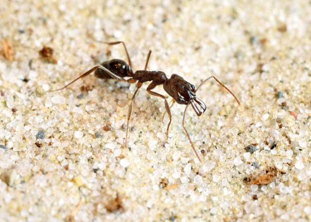 Cette fourmi utilise ses grandes mandibules pour s’éjecter de situations délicates