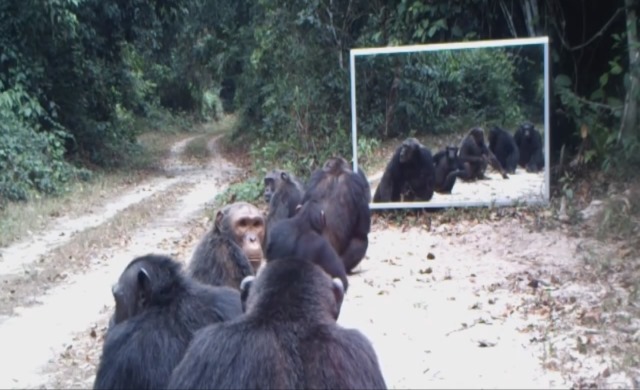 Un miroir auquel se sont attachés les animaux de la forêt (Vidéos)