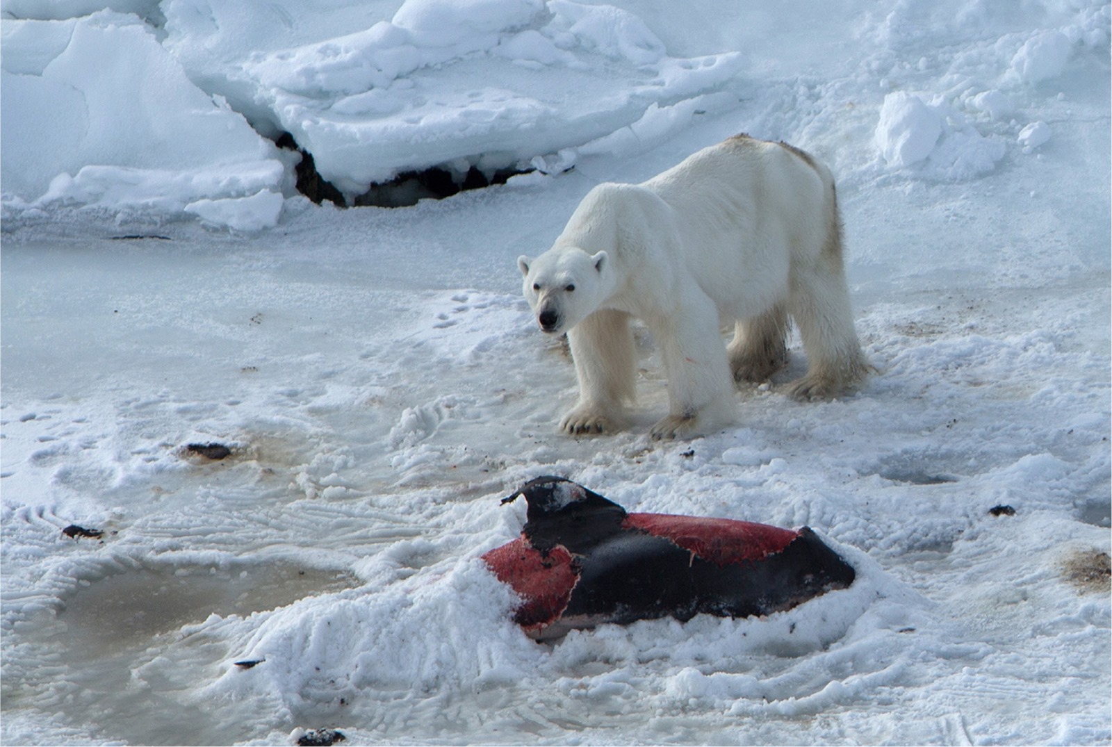 Des ours blancs mangent et stockent du dauphin : merci au changement climatique