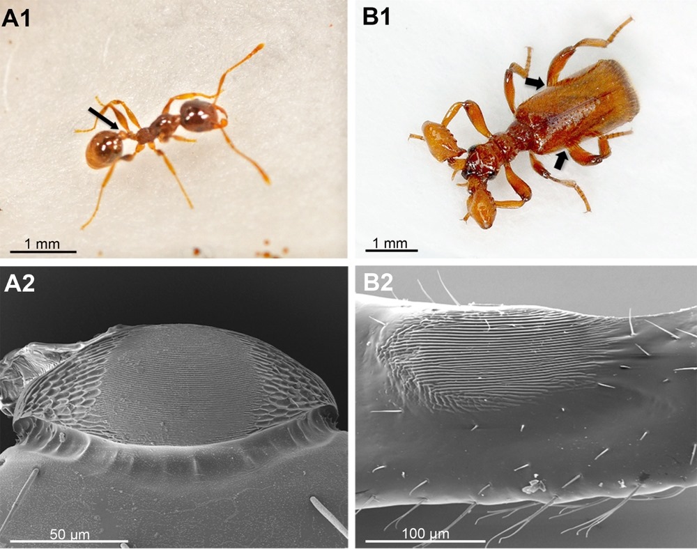 Ce coléoptère imite le son de la reine des fourmis pour être traité en tant que telle