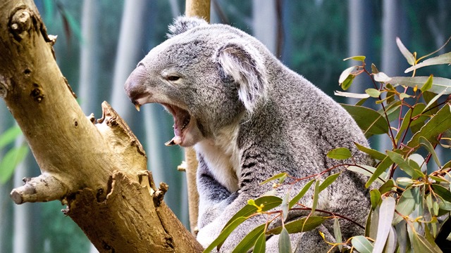 Les koalas élèvent la voix pour éviter le conflit