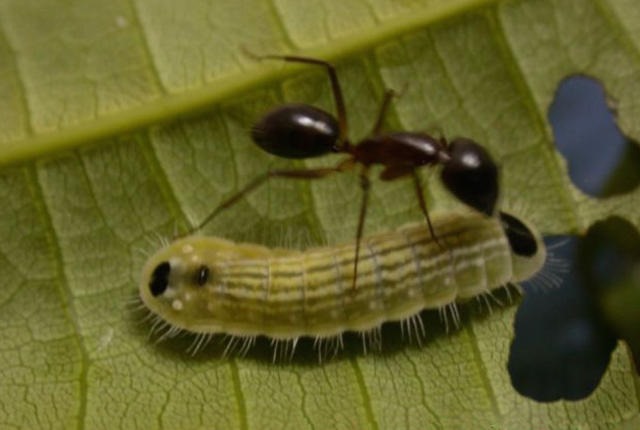 Des chenilles manipulent chimiquement des fourmis pour en faire leur garde du corps