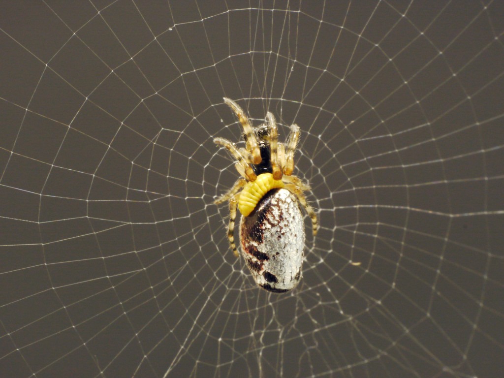 Cette petite larve jaune manipule une araignée pour lui faire construire le plus résistant des cocons… avant de la manger