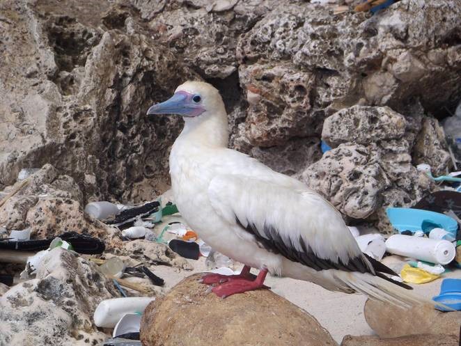 Jusqu’à 90 % des oiseaux de mer ont du plastique dans leurs intestins