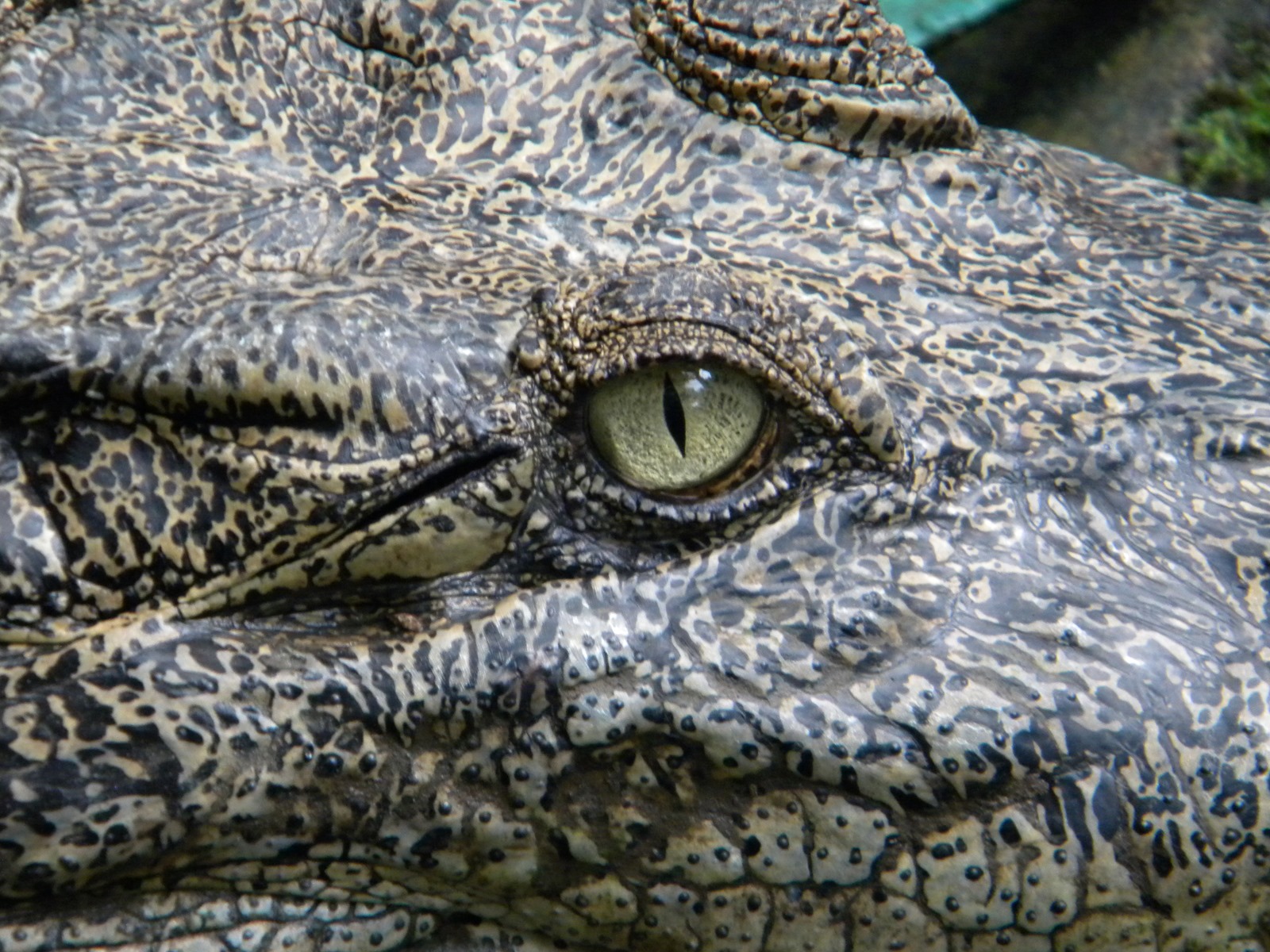Les crocodiles ne dorment que d’un œil