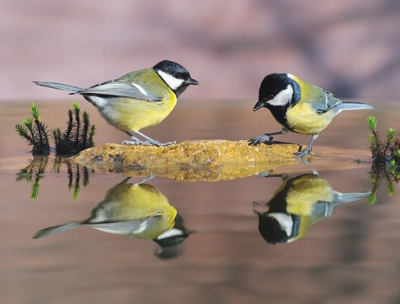 Les oiseaux chanteurs préfèrent la proximité de leurs partenaires à la nourriture