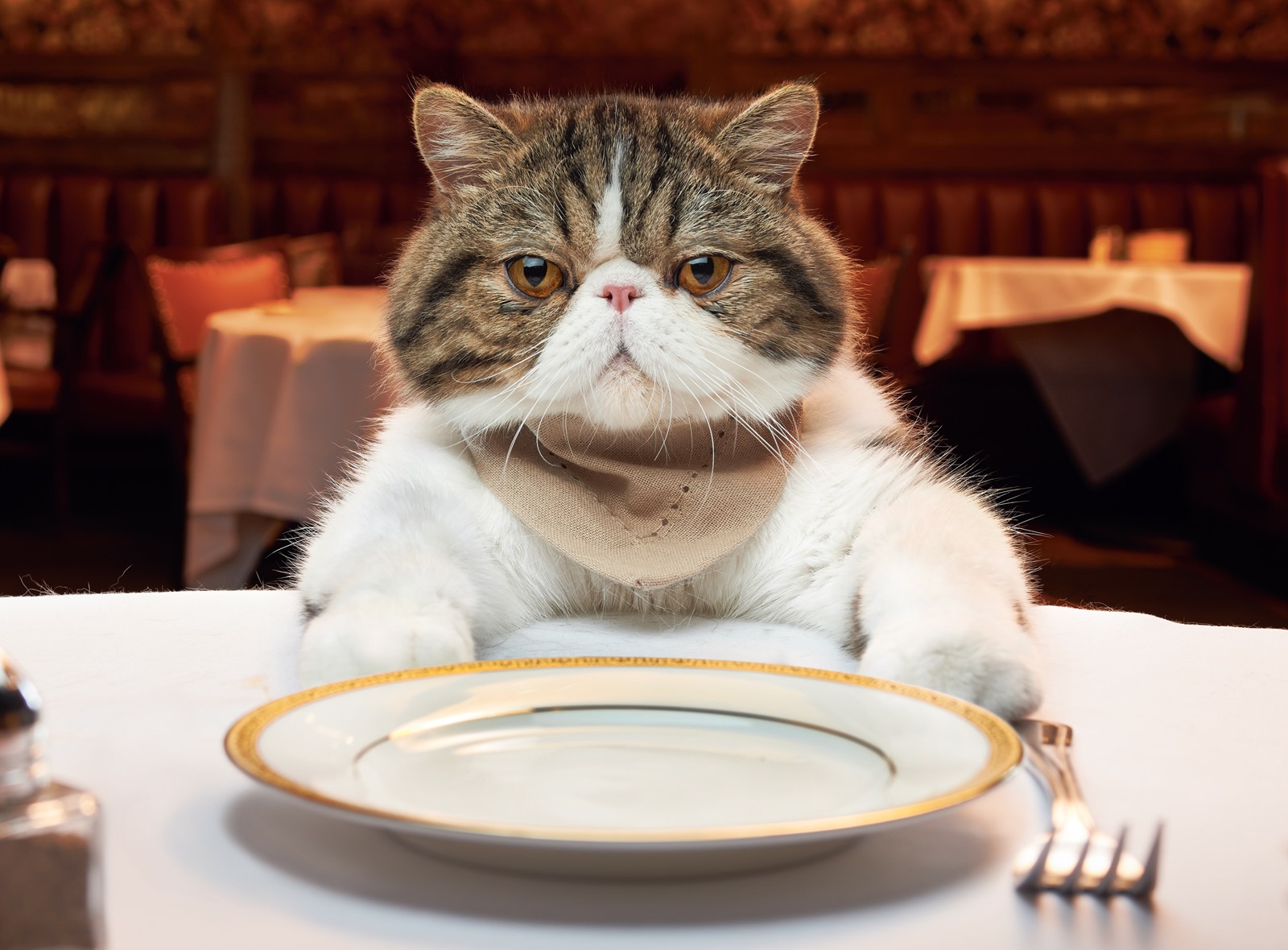 Pourquoi les chats sont-ils si difficiles dans leur alimentation ?