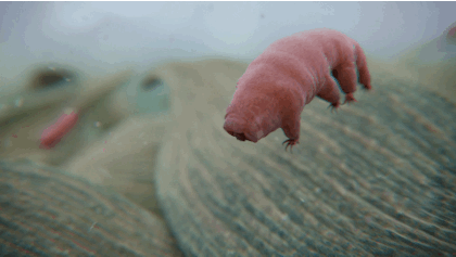 Le super résistant tardigrade dispose du plus grand nombre de gènes ne lui appartenant pas