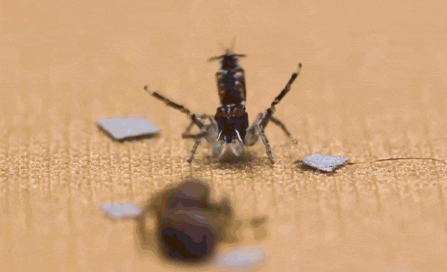 Copuler ou dévorer : les araignées sauteuses femelles sont extrêmement pointilleuses sur la parade des mâles qui tentent de les séduire